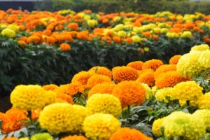marigold calendula field - crushed vegan aftercare