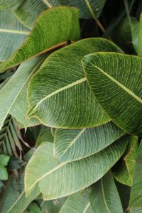 plant leaves used for vegan beauty products - crushed vegan aftercare