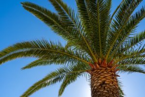 palm tree palm oil deforestation - crushed vegan aftercare